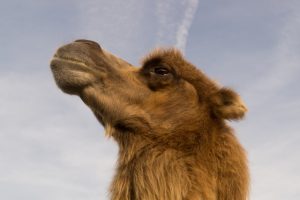 animal-wilderness-zoo-camel